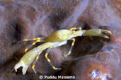 yellow crab with eggs,nikon d2x 60mm macro by Puddu Massimo 